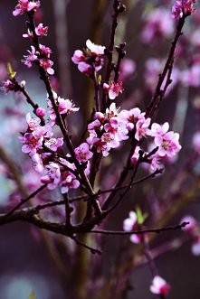 Wiosnaaa! ♥
Jeżeli podobają Ci się moje zdjęcia, polub mnie na facebook.com /whispersofghosts