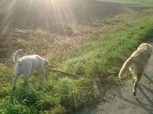 Ja już jestem po spacerze, a wy? :) 
Za chwilę Mel B... ^^