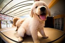 słodziak <3 kto też tak ...