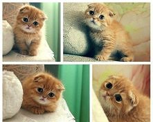 taki słodki kotek :)