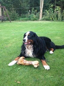 Moj Kochany piesek (bernenczyk)