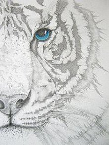 tygrysek ze ślicznym oczkiem