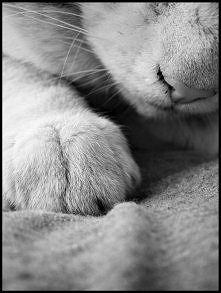 ''Zatęskniłam za nim, kiedy tylko zniknął mi z oczu".

Sylvia Day - Płomień Crossa