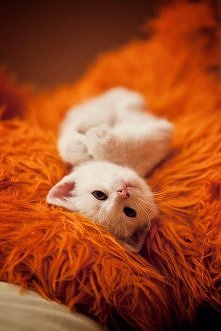 ,,,