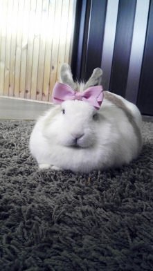 mój uszaty pyszczek :)