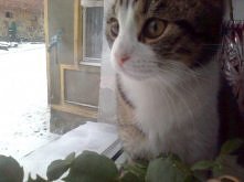 zwariowany kotek Kuki