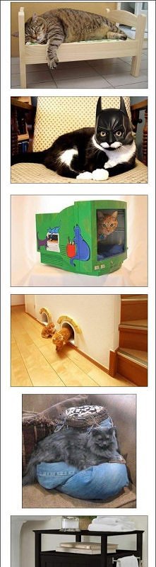 *** koty i dla kotów ***