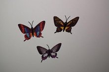 Motylki magnesy na lodówkę