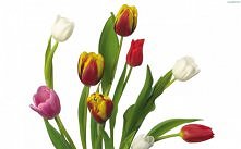 tulipan 7
