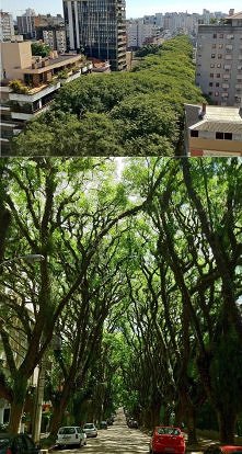 Ulica w Porto Alegre, Brazylia