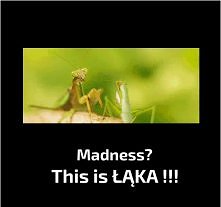This is ŁĄKA!!! xDD