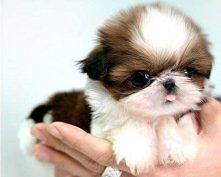 shih tzu