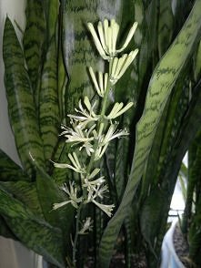 sansewieria kwitnąca