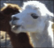 lama ...gif