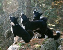 Karelian bear dogs