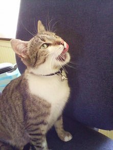 moja kicia :D