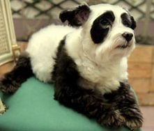 Pies czy? Panda