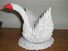 Łabądź nie było łatwo ale s...