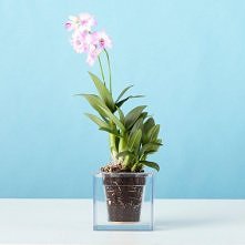 Boskke Cube Small transparentna doniczka samopodlewająca
Nowoczesna, transparentna, dekonstrukcyjna, designerska doniczka samopodlewająca od Boskke