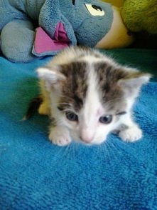 to mój trzeci kotek ;)