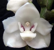 Peristeria elata -Storczyk - gołąb