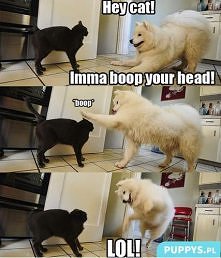 booop:)