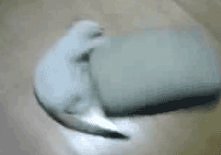 Jak chomik w kółku - gif