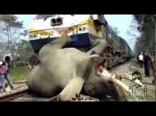 Ludzie. Niby najmądrzejsze ...