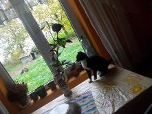 Mojemu kotkowi zapragnęło s...