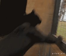 Gif