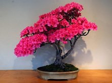 Kwitnące drzewko bonsai