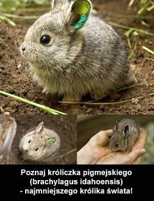 Słodziak;3