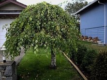 Brzoza Brodawkowata 'Y...