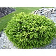 Świerk pospolity 'Nidi...