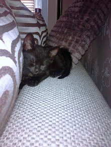 Przygarnęłam Koteczkę, bo l...