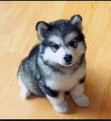 kto ma moze Huskyy ? sa prz...