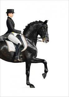 Elegancja jeździectwa