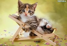 Koci model :*** Mrauu!