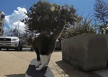 hahahahahahhah kot na deskorolce robiący triki