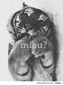 Miau???