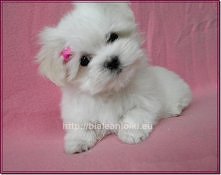 mały maltańczyk :))