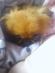 Pekińczyk ♥