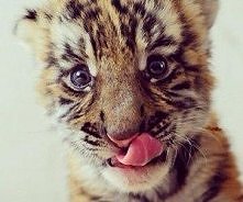 Malutki król lew...