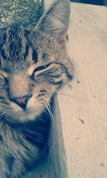 Kotałek. Słodki? :)