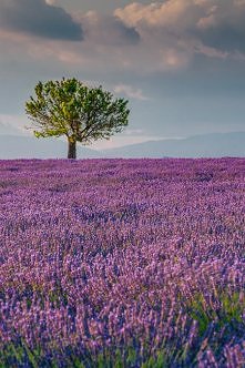 Valensole, Provence