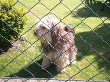 Moja kochana Sabcia , zaginęła :( może ktoś coś wie ? może ktoś ją widział ? koszalin / zachodniopomorskie