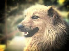 kochany pies <3 najlepszy na świecie #dogs #love