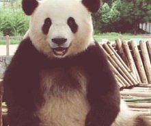 Pandzia
Chciałabym zaadoptować kiedyś taką.