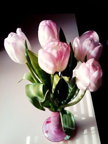 pink tulips are the best ♥