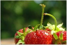 już zamrożone czekają na zi...